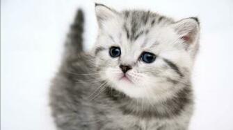 Kitten Wallpaper