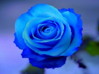 Wallpaper Blue Rose