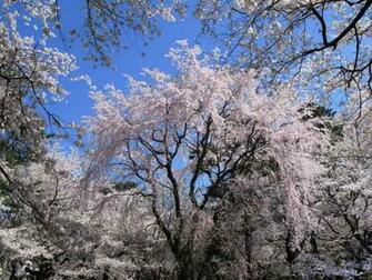 Cherry Blossom Wallpaper Desktop HD