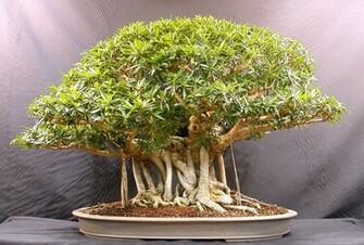 Beautiful Bonsai Trees Plants Wallpaper Photos Image Collections