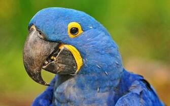 Portrait Of A Hyacinth Macaw Wallpaper