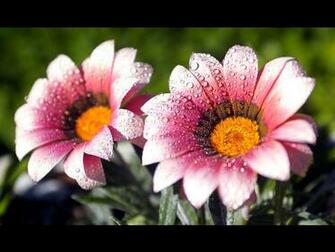 Flowers Wallpaper