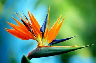 Birds Of Paradise The Flowers Avenue