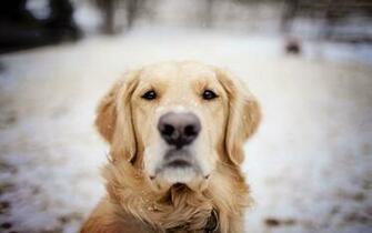 Dog Snowflakes Winter HD Wallpaper Magic4walls