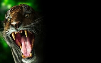 Tiger Pictures And Screensavers Wallpaper