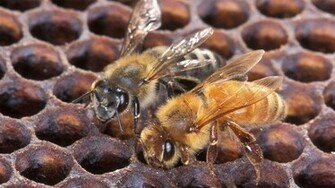 Killer Bees Kill Covina Family S Dog Mynewsla