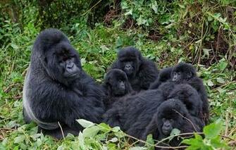 Wallpaper Gorilla Monkey Primate Young Branch Family