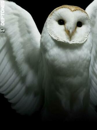 Deftones Wallpaper High Quality Definition