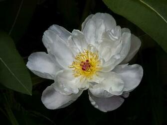 Textured Peony Wallpaper