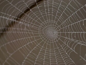 Spider Web Wallpaper