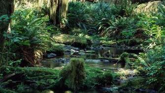 Tropical Rainforest Computer Wallpaper Desktop