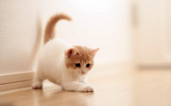 Cute Cats Wallpaper