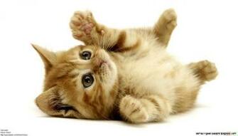 Cute Baby Kittens Sleeping Amazing Wallpaper