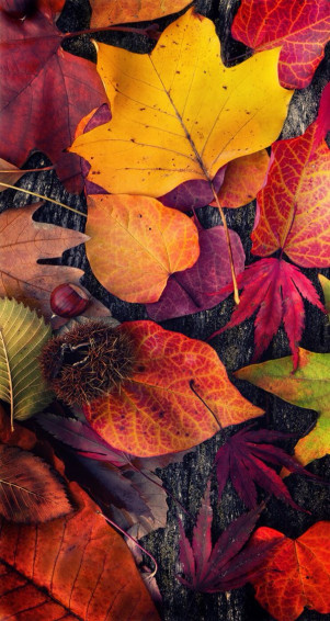 Capture The Beauty Of Autumn With These Stunning iPhone Wallpaper