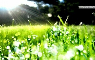 Apple Wallpaper Morning Grass Background Originals