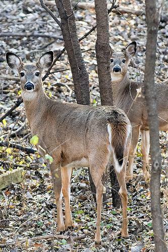 Whitetail Wallpaper iPhone Deer