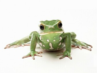 Tag Funny Frogs Wallpaper Image Photos And Pictures For