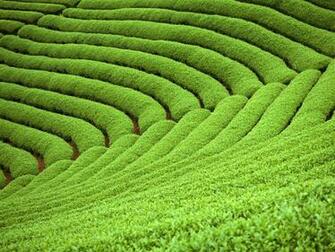 Rice Farms Hq Wallpaper
