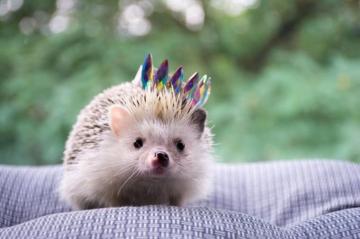Tiny Hedgehog Wallpaper High Definition Resolution HD