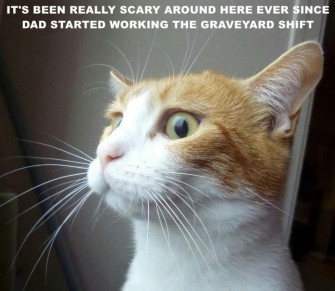 Cat Meme Picture Wallpaper