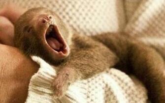Baby Sloth