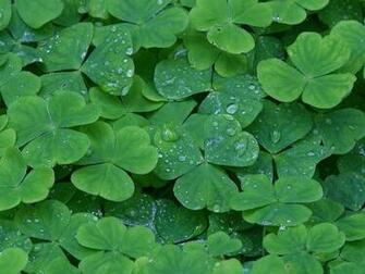 Shamrocks With Raindrops Background Image Wallpaper Or