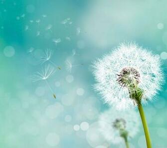 Best Dandelion Background