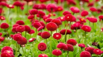 Blue HD Flower Wallpaper