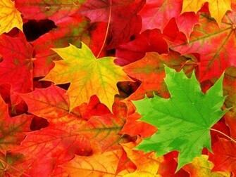 Autumn Leaves Wallpaper