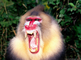 Baboon Wallpaper Image Photos Picture Pics Desktop