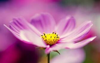 Colorful Cosmos Flowers Wallpaper Wide HD