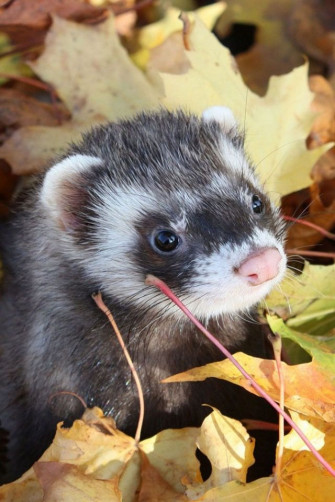 Michelle On Wallpaper For iPhone Cute Ferrets Autumn