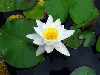 Water Lily Pad HD Walls Find Wallpaper