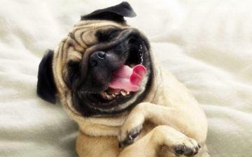 Funny Dog Wallpaper On