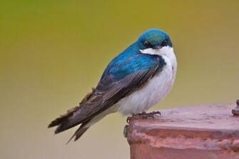 Tree Swallow HD Wallpaper Wallpaperin4k Net