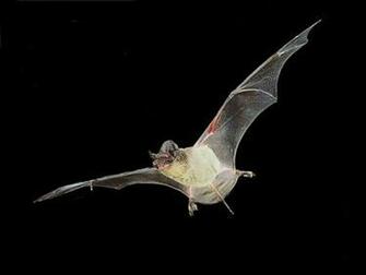 File Vampirebat2010 Jpg Wikipedia The Encyclopedia