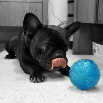 French Bulldog Wallpaper HD