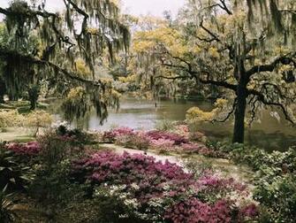 Image Captures The Vibrant Foliage At Charleston South Carolina S