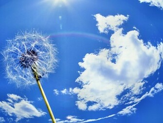 Background Windows Dandelion Wallpaper High Quality