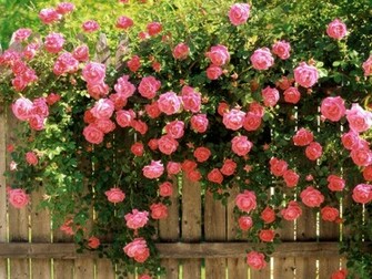 Roses Wallpaper I HD Best