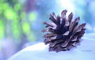 Pine Cone Close Up Photo Wallpaper Magic4walls