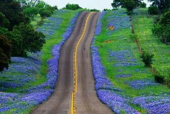 Bluebonnet Wallpaper iPhone Texas