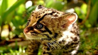 Ocelot Wallpaper