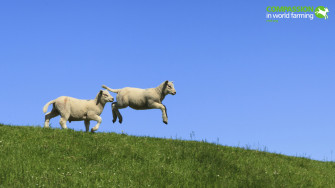 Farm Animals Wallpaper