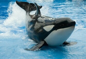 Shamu Wallpaper Weddingdressin
