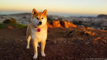 Shibe On Beach Doge Wallpaper Desktop Background