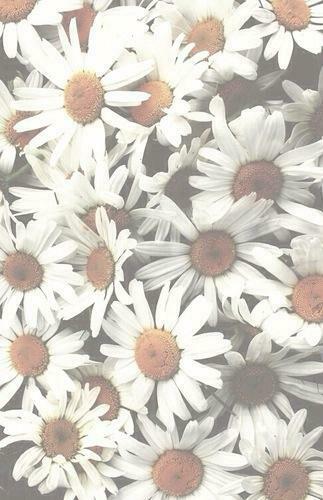 Daisy Flower Wallpaper White Image By Maria On