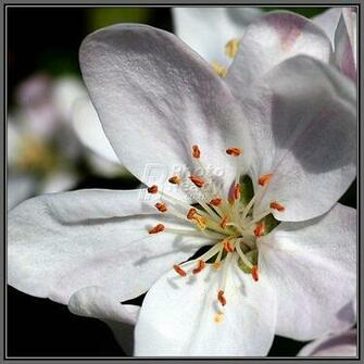 Apple Blossom Wallpaper Bonzy