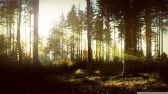 Magic Forest 4k HD Desktop Wallpaper For Ultra Tv