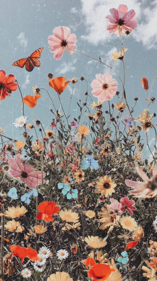 Aesthetic Boho Wallpaper